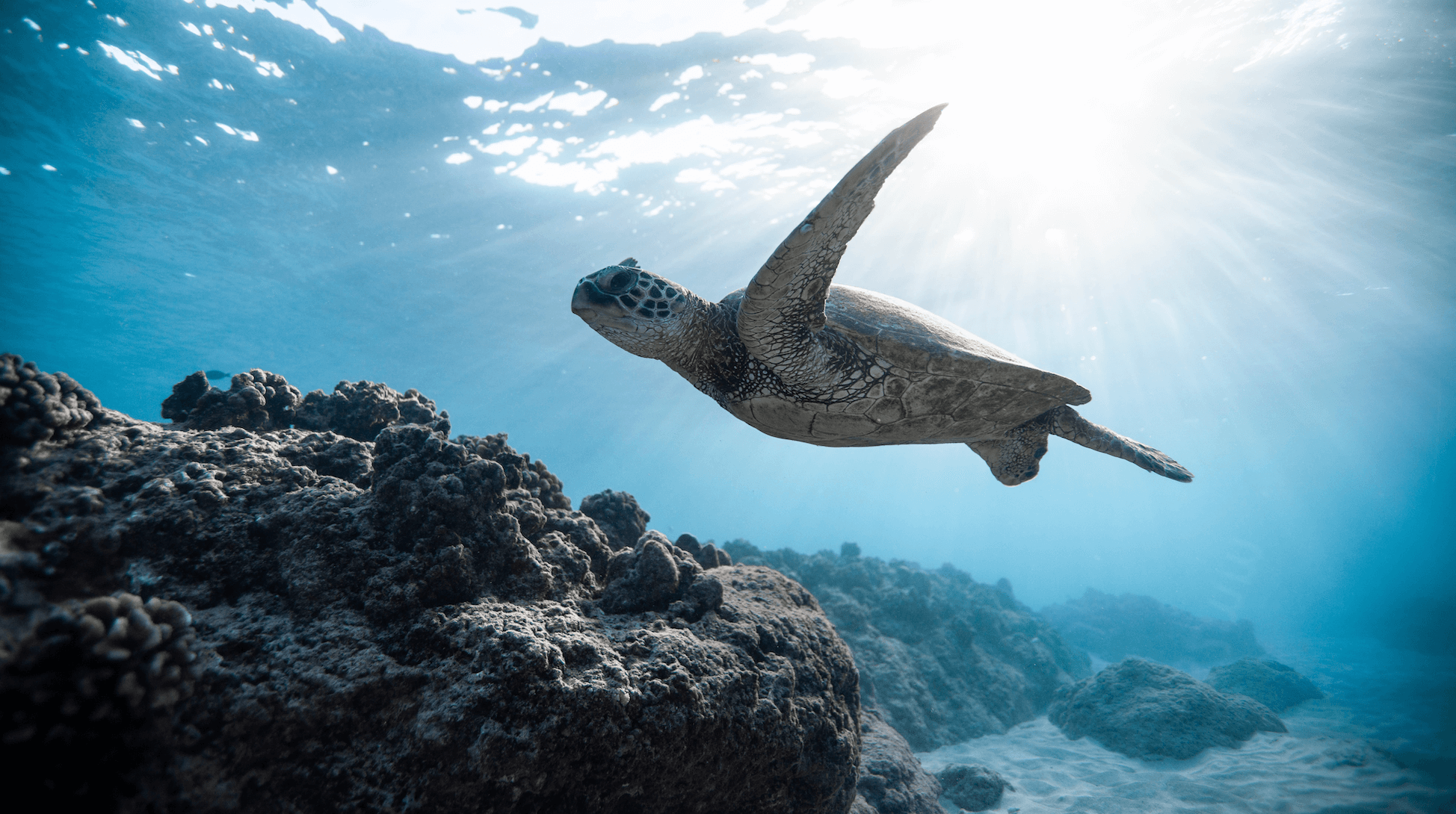 underwater image showing a sea turtle swimming in beautiful blue water, from Unsplash for Sand and Salt Studio