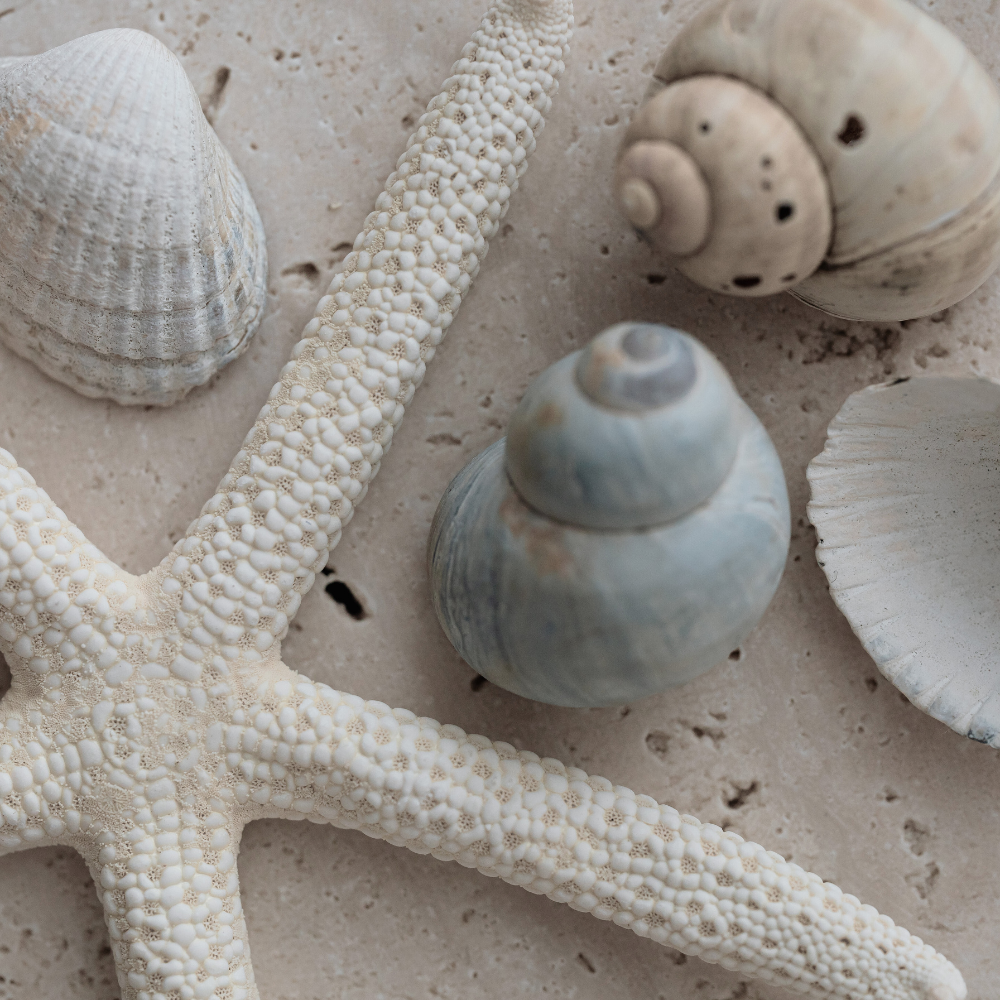 A Commitment to Ocean Conservation