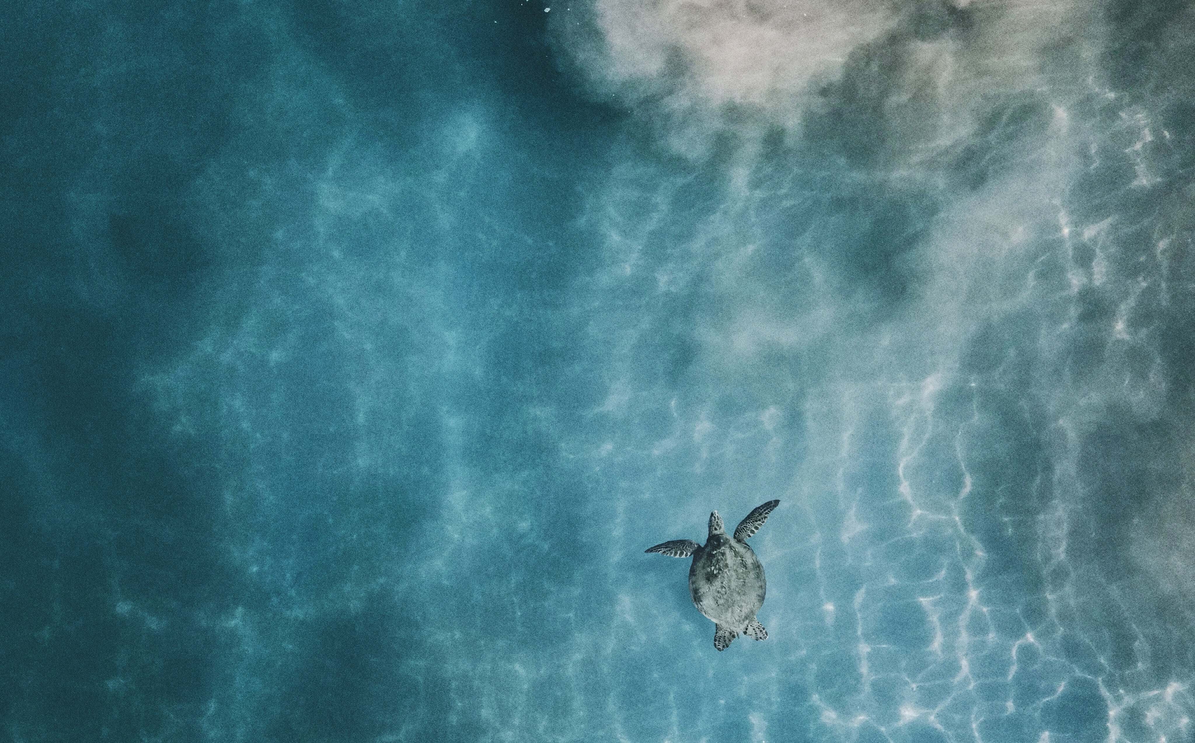 aerial view of a sea turtle swimming in the ocean. from Unsplash for Sand and Salt Studio
