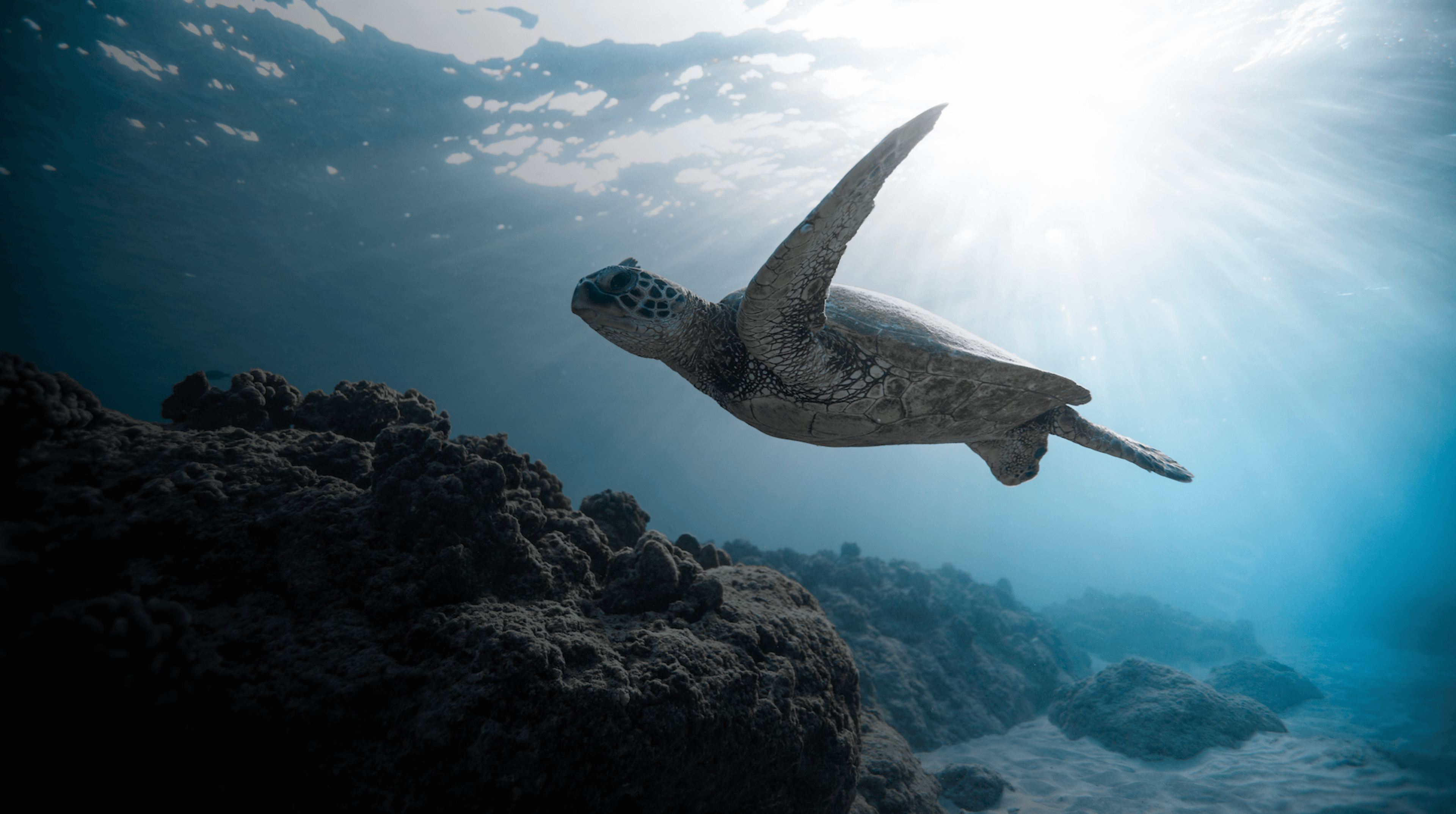 underwater image showing a sea turtle swimming in beautiful blue water, from Unsplash for Sand and Salt Studio